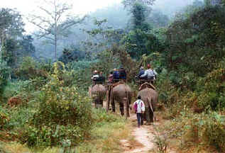 Elephant safari